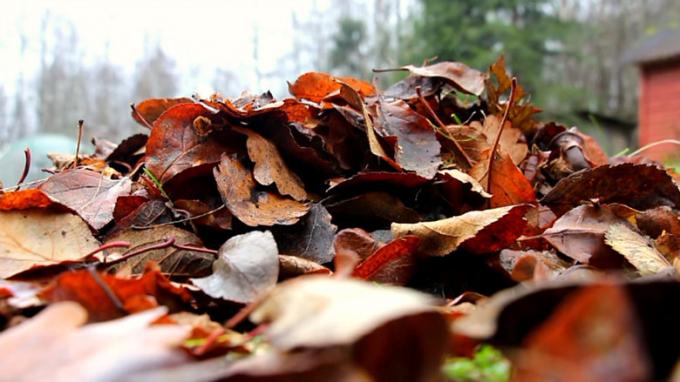 हजार से पैरों के नीचे गिरी हुई पत्तियों