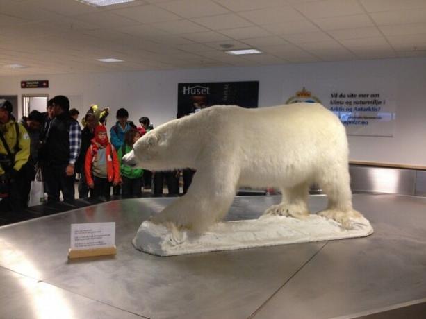 ध्रुवीय भालू - हवाई अड्डे से शहर के सभी यात्रा प्रतीक को पूरा करती है।