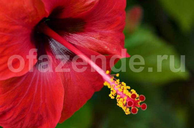 चीनी गुलाब, मेरी पसंदीदा रंगों में से एक। एक लेख के लिए चित्रण एक मानक लाइसेंस © ofazende.ru के लिए प्रयोग किया जाता है