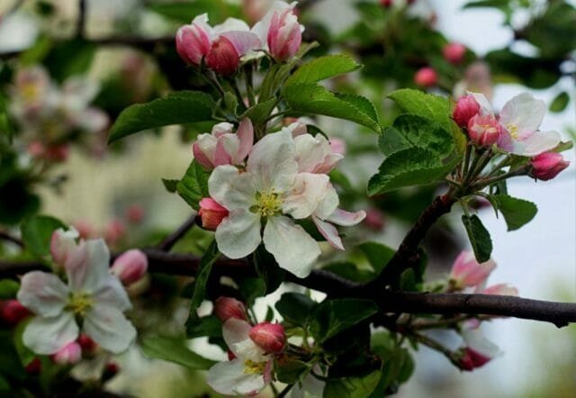 सेब के पेड़ फूल