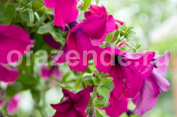 बढ़ते फूल। एक लेख के लिए चित्रण एक मानक लाइसेंस © ofazende.ru के लिए प्रयोग किया जाता है