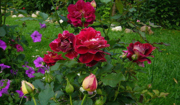 गुलाब के फूल के लिए उपयोगी पड़ोसियों: यह फूलों के बगल में संयंत्र के लिए सबसे अच्छा है