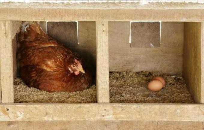 खोल अंडे घर अब उपयोगी यौगिकों