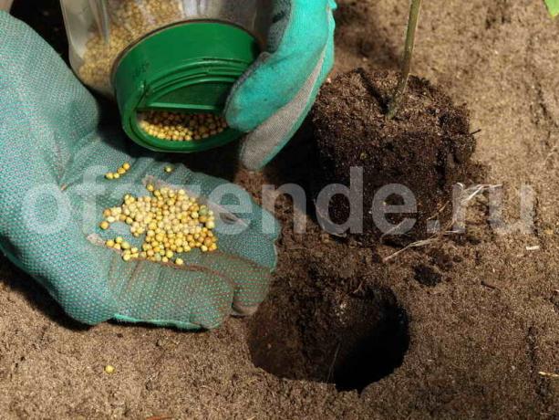 टमाटर Fertilizing। एक लेख के लिए चित्रण एक मानक लाइसेंस © ofazende.ru के लिए प्रयोग किया जाता है
