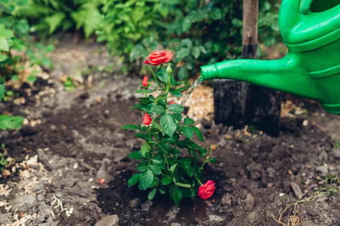 गुलाब के पौधों की देखभाल। एक लेख के लिए चित्रण एक मानक लाइसेंस © ofazende.ru के लिए प्रयोग किया जाता है