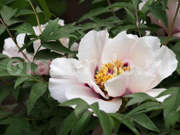 Peonies फीका - क्या करना है? फूलवाला त्रुटि