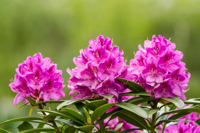 फ्रॉस्ट प्रतिरोधी rhododendrons और शीतकालीन पित्ती