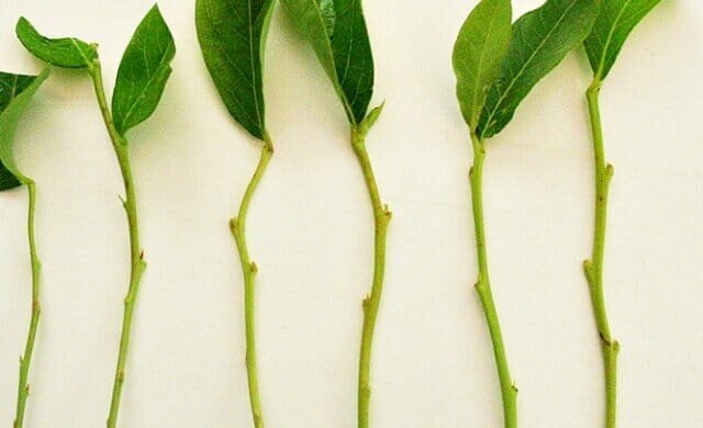 व्यक्तिगत अनुभव: कैसे पौधों का प्रचार करने के लिए हरी कलमों trudnoukorenyaemye