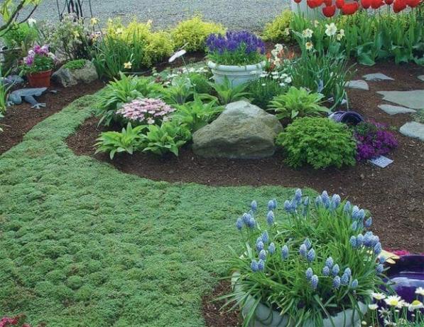 Groundcover पौधों की एक कालीन: फूल लॉन विकल्प - युक्तियाँ माली