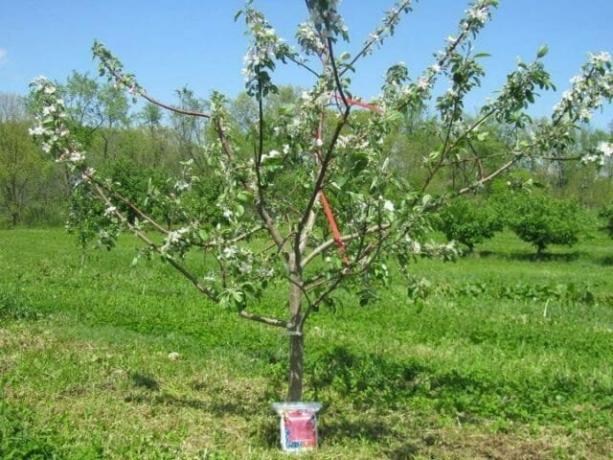 तीन साल सेब के पेड़। खिलता है, लेकिन नहीं फल