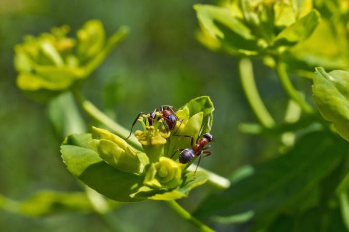 पंख के साथ चींटियों: वे कौन हैं और उन्हें कैसे से निपटने के लिए?