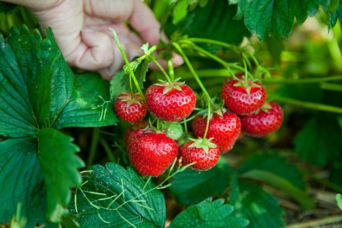 स्ट्रॉबेरी खाद सुनिश्चित करें। एक लेख के लिए चित्रण एक मानक लाइसेंस © ofazende.ru के लिए प्रयोग किया जाता है