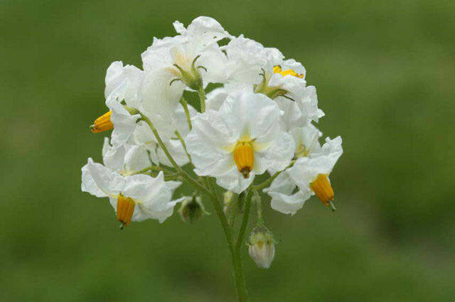 सफेद फूल