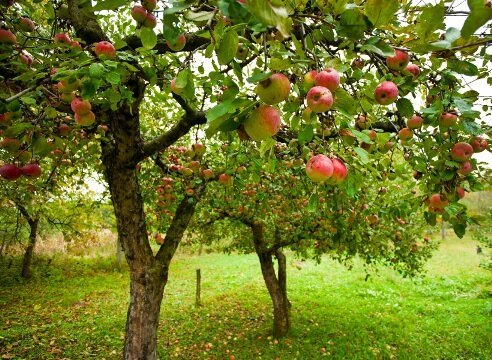 कैसे एक सेब के पेड़ उद्यान विकसित करने के लिए