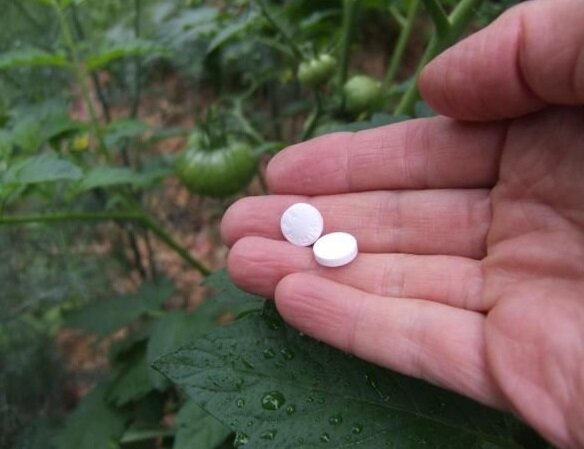 कैसे एस्पिरिन का उपयोग कर पाउडर फफूंदी के खिलाफ उत्पादकता और इलाज पौधों को बढ़ाने के लिए
