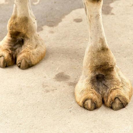 ऊंट पैर की अंगुली।