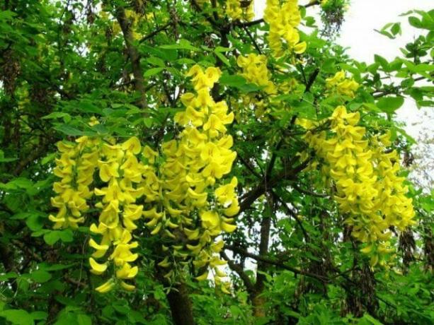 Caragana arborescens (पीला बबूल)