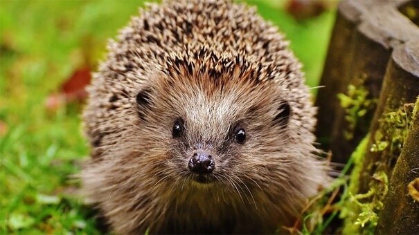 Hedgehogs तक उनकी पहुँच को 10 से अधिक वर्षों: संक्षेप