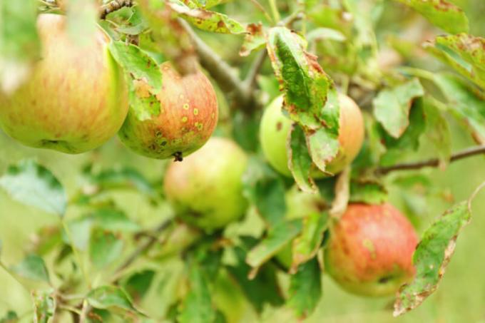 अक्सर, साइट मालिकों तथ्य यह है कि सेब और नाशपाती के पेड़ मुड़ पत्तियां हैं के साथ सामना कर रहे हैं। एक लेख के लिए चित्रण एक मानक लाइसेंस © ofazende.ru के लिए प्रयोग किया जाता है
