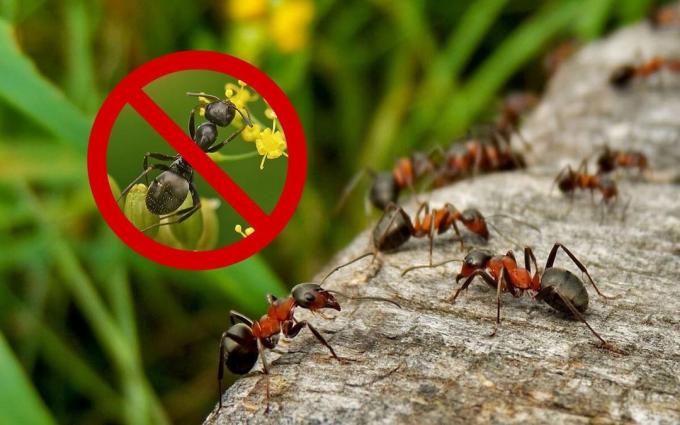 प्रभावी साधन (नुस्खा) है, जो गर्मी की झोपड़ी में चींटियों और ततैया से छुटकारा मिल जाएगा