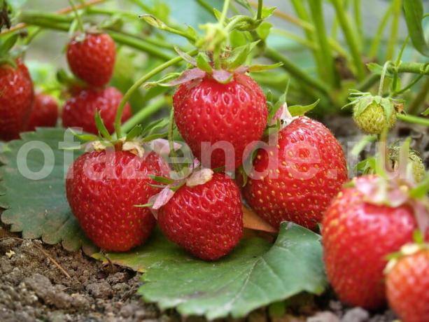 बढ़ते स्ट्रॉबेरी। एक लेख के लिए चित्रण एक मानक लाइसेंस © ofazende.ru के लिए प्रयोग किया जाता है