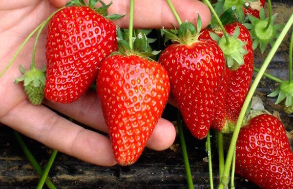 दवाइयों से स्ट्रॉबेरी के लिए जटिल उर्वरक बनाने