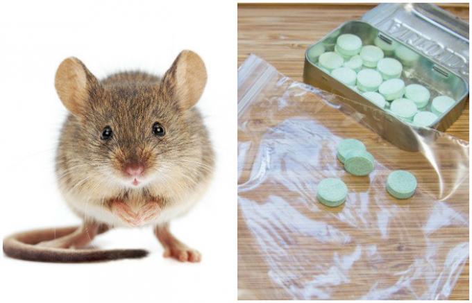  अप्रत्याशित और प्रभावी तरीका घर में चूहों से छुटकारा पाने के