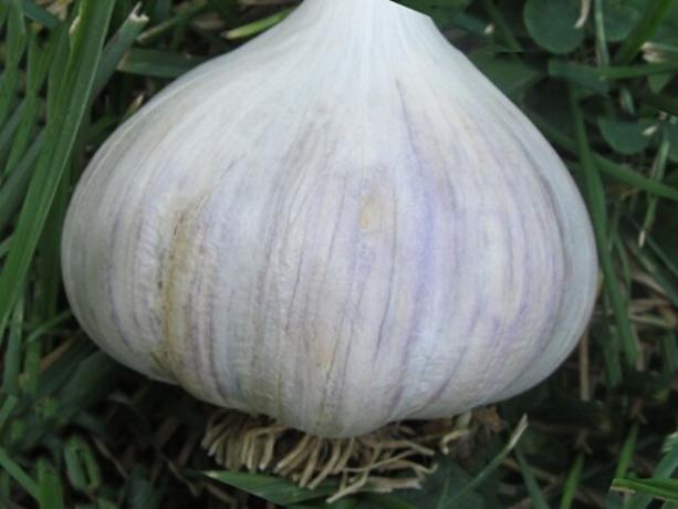 Allium Scorodoprasum