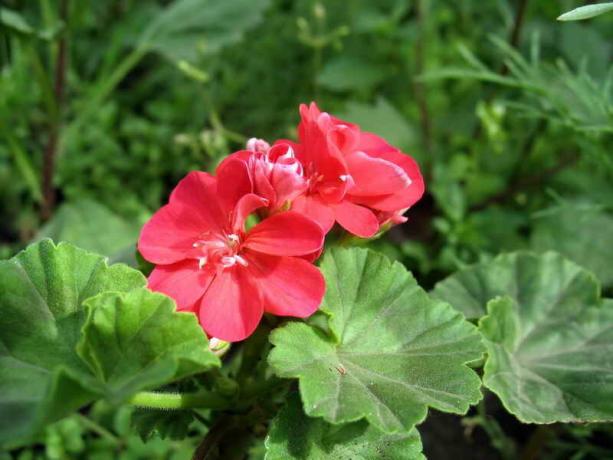 geranium फूल। एक लेख के लिए चित्रण एक मानक लाइसेंस © ofazende.ru के लिए प्रयोग किया जाता है