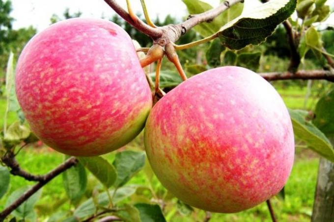 अगले सत्र के लिए सेब तैयार करें। कैसे 1.5 गुना से अगले साल के फसल को बढ़ाने के लिए