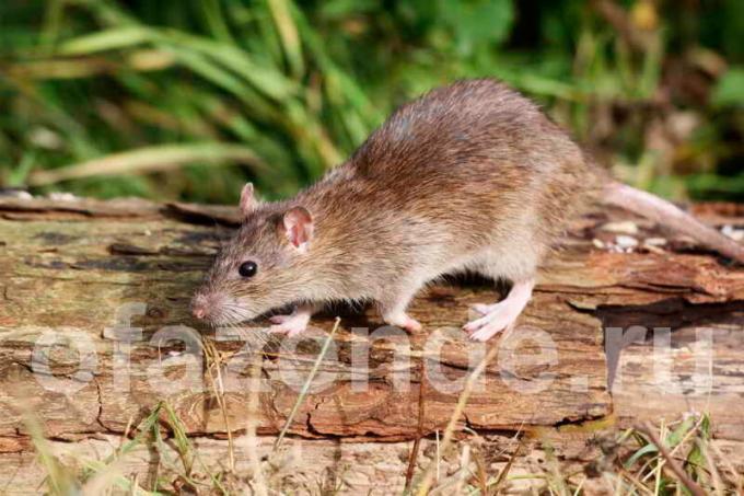 उद्यान जमीन में चूहों से छुटकारा: सस्ती मानवीय विधि