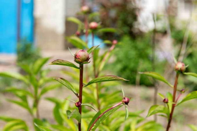 हा peonies परवाह है। एक लेख के लिए चित्रण एक मानक लाइसेंस © ofazende.ru के लिए प्रयोग किया जाता है