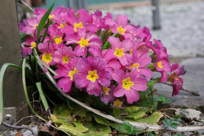छाया रंग -Primula। एक लेख के लिए चित्रण खुला स्रोत इस्तेमाल किया