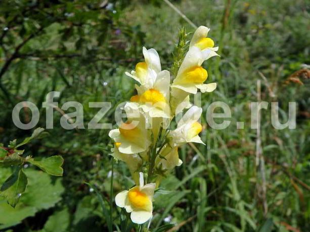 Toadflax। एक लेख के लिए चित्रण एक मानक लाइसेंस © ofazende.ru के लिए प्रयोग किया जाता है