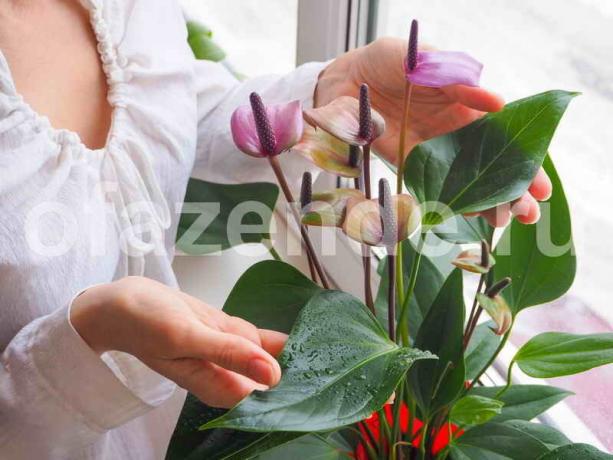 बढ़ते houseplants। एक लेख के लिए चित्रण एक मानक लाइसेंस © ofazende.ru के लिए प्रयोग किया जाता है
