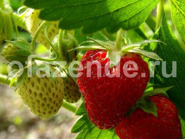 स्ट्रॉबेरी की फसल। एक लेख के लिए चित्रण एक मानक लाइसेंस © ofazende.ru के लिए प्रयोग किया जाता है