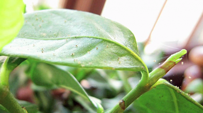 क्या एक कीट चुपचाप अपने सभी इनडोर पौधों को मार सकता है और यह कैसे से छुटकारा पाने के