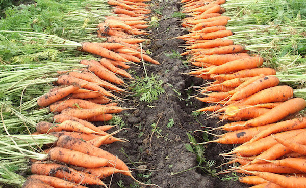 कैसे ताजा गाजर रखने के लिए सभी सर्दियों: 5 राज