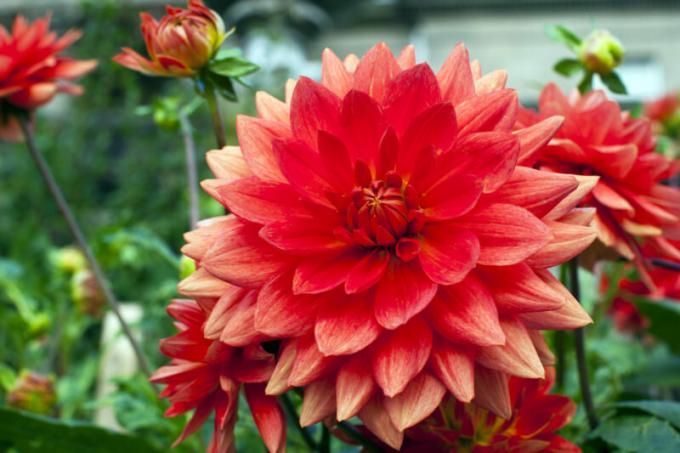 Dahlias - सुंदर और रंगीन सजावटी फूल। एक लेख के लिए चित्रण एक मानक लाइसेंस © ofazende.ru के लिए प्रयोग किया जाता है