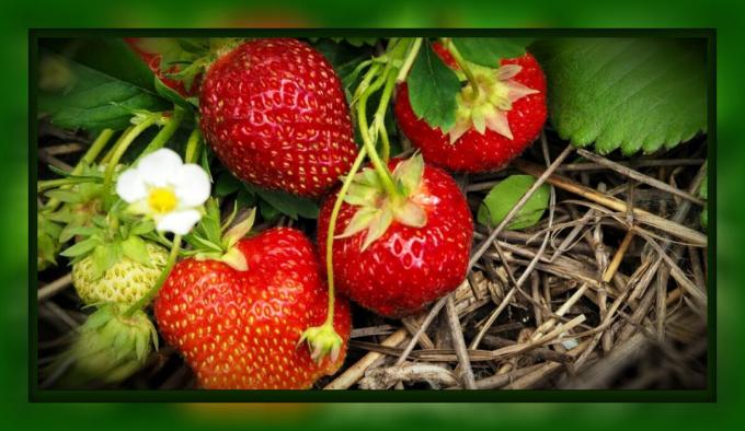 एक महान फसल है, जो अब किया जा करने की आवश्यकता है के लिए सिर्फ 5 कदम: यह गिरावट में एक स्ट्रॉबेरी बनाने के लिए आवश्यक है कि