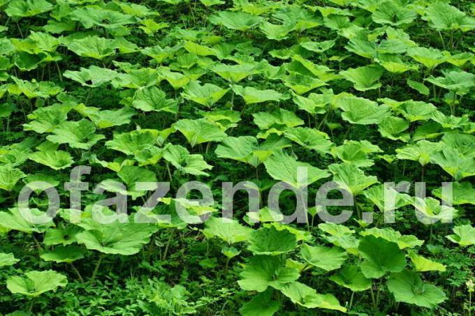 हम एफिड्स के खिलाफ burdock के अर्क तैयार