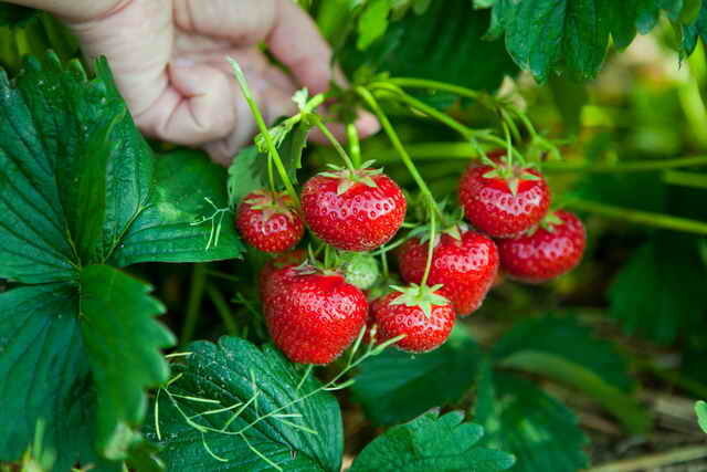 स्ट्रॉबेरी। एक लेख के लिए चित्रण एक मानक लाइसेंस © ofazende.ru के लिए प्रयोग किया जाता है