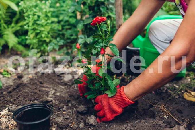 बगीचे में गुलाब। एक लेख के लिए चित्रण एक मानक लाइसेंस © ofazende.ru के लिए प्रयोग किया जाता है