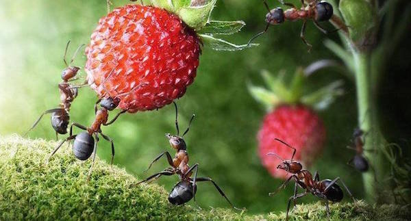 साइट पर चींटियों: नुकसान या लाभ?