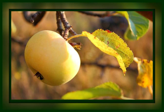 सेब के पेड़ की अनिवार्य की देखभाल, सितंबर और अक्टूबर में: बड़े फसल है, जो अब किया जाना चाहिए करने के लिए 4 चरण हैं