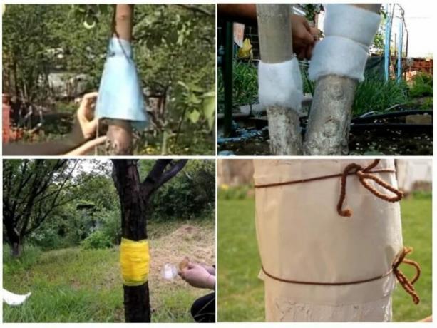 पेड़ों की रक्षा के लिए स्टॉकर बेल्ट आक्रमण समस्या कीट निकालें ठीक मदद करता है। एक लेख के लिए चित्रण एक मानक लाइसेंस © ofazende.ru के लिए प्रयोग किया जाता है