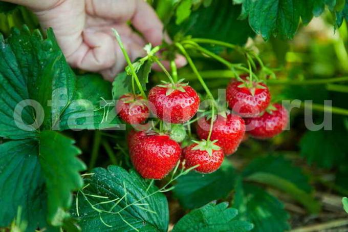 बढ़ते स्ट्रॉबेरी। एक लेख के लिए चित्रण एक मानक लाइसेंस © ofazende.ru के लिए प्रयोग किया जाता है