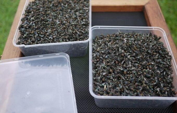 Cottager उत्पादित अनाड़ी मक्खियों को फंदा है, जो इस सप्ताह मक्खियों की तुलना में अधिक 2 किलो मिल गया है