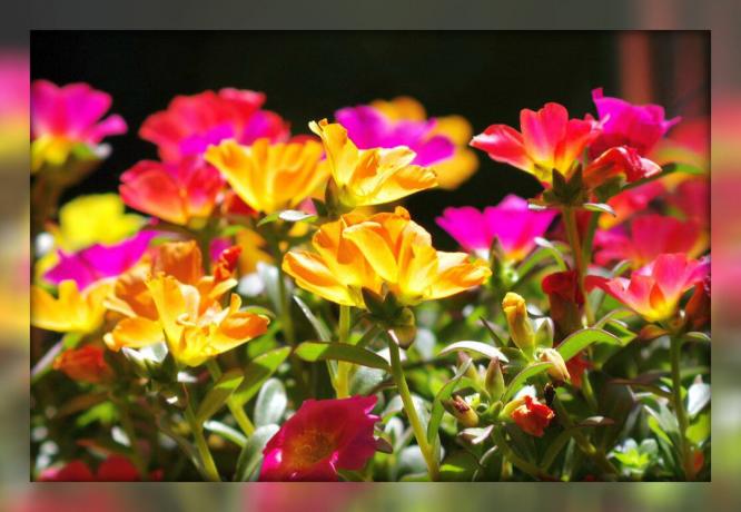 कुलफा सजावटी - एक शानदार अपने बगीचे और फूल बिस्तरों के लिए फूल कालीन
