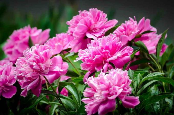 Peonies। एक लेख के लिए चित्रण एक मानक लाइसेंस © ofazende.ru के लिए प्रयोग किया जाता है